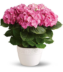 Happy Hydrangea - Pink from Brennan's Florist and Fine Gifts in Jersey City